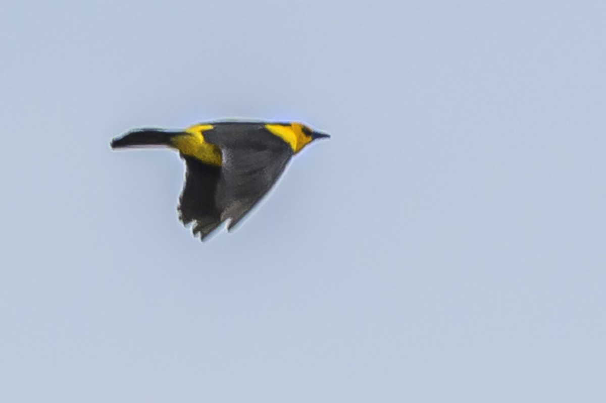 Шафранный курен - ML646853678