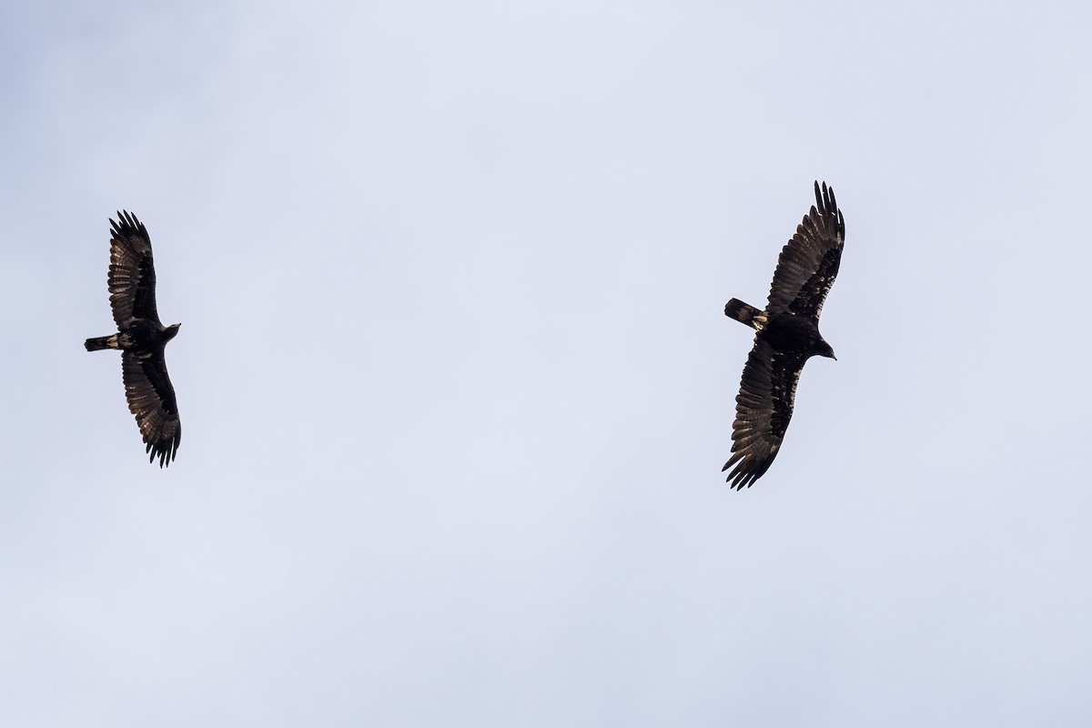 Испанский могильник - ML646853679