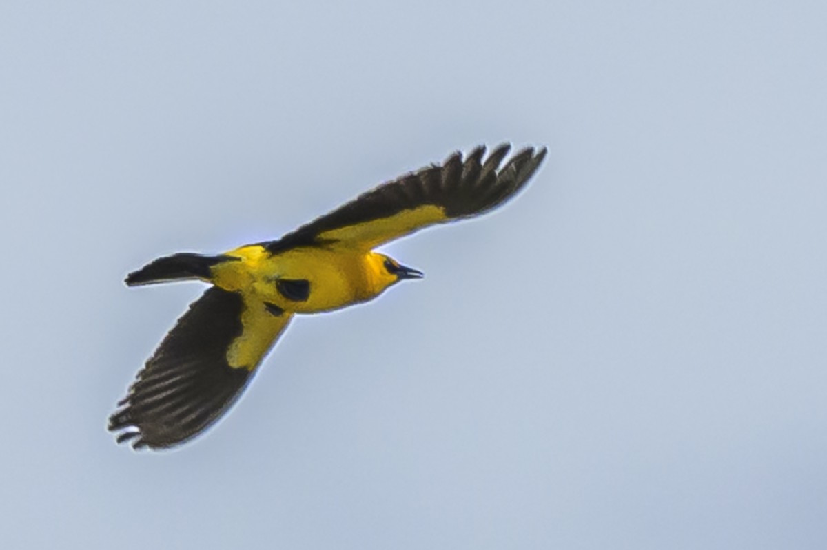 Шафранный курен - ML646853680