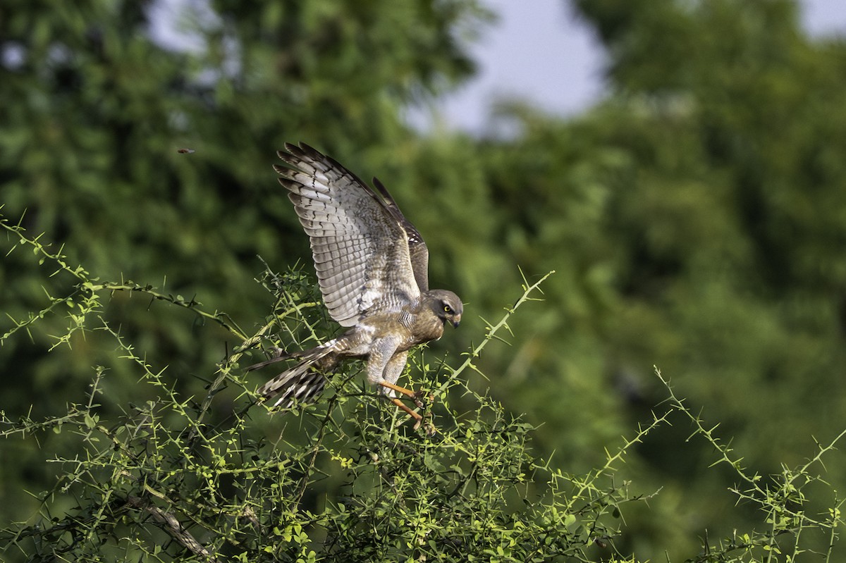 Саранчовый сарыч - ML646853681