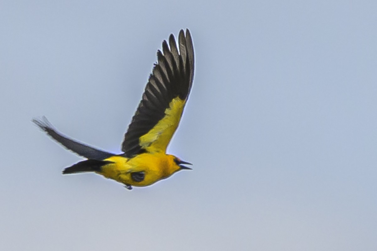 Tordo Amarillo - ML646853682