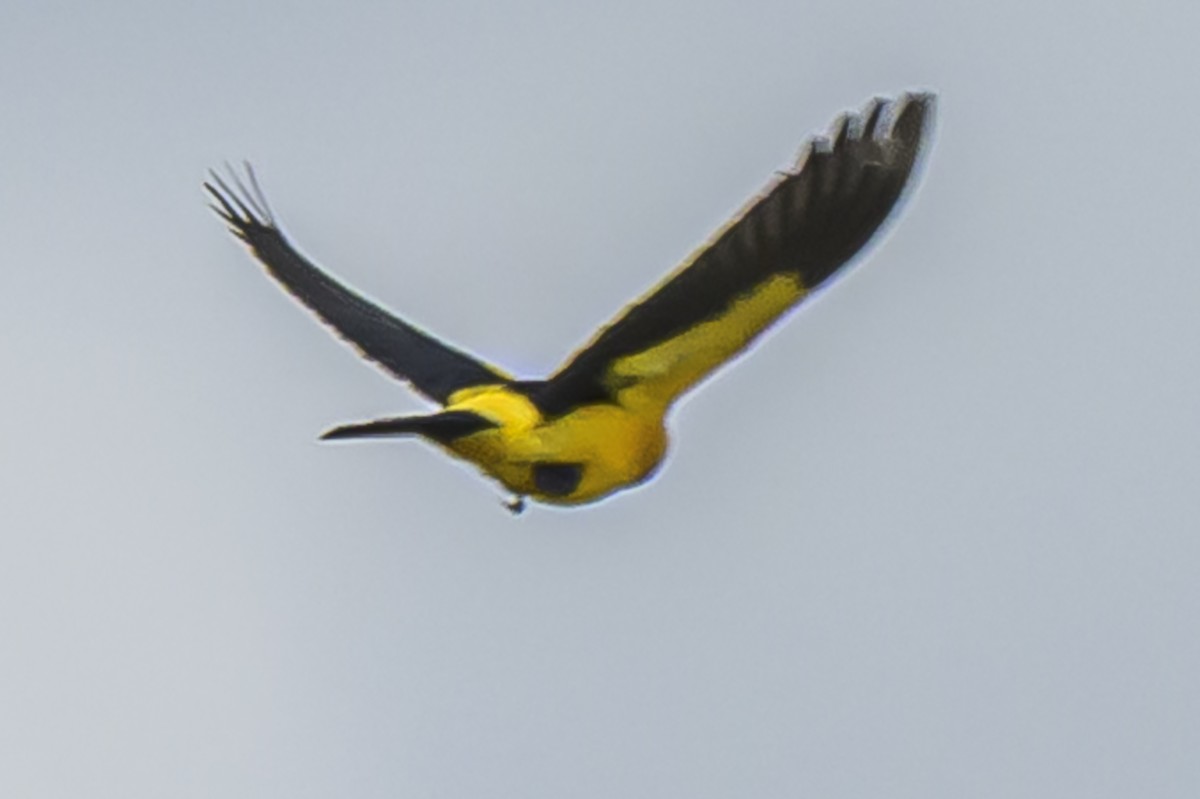 Tordo Amarillo - ML646853683