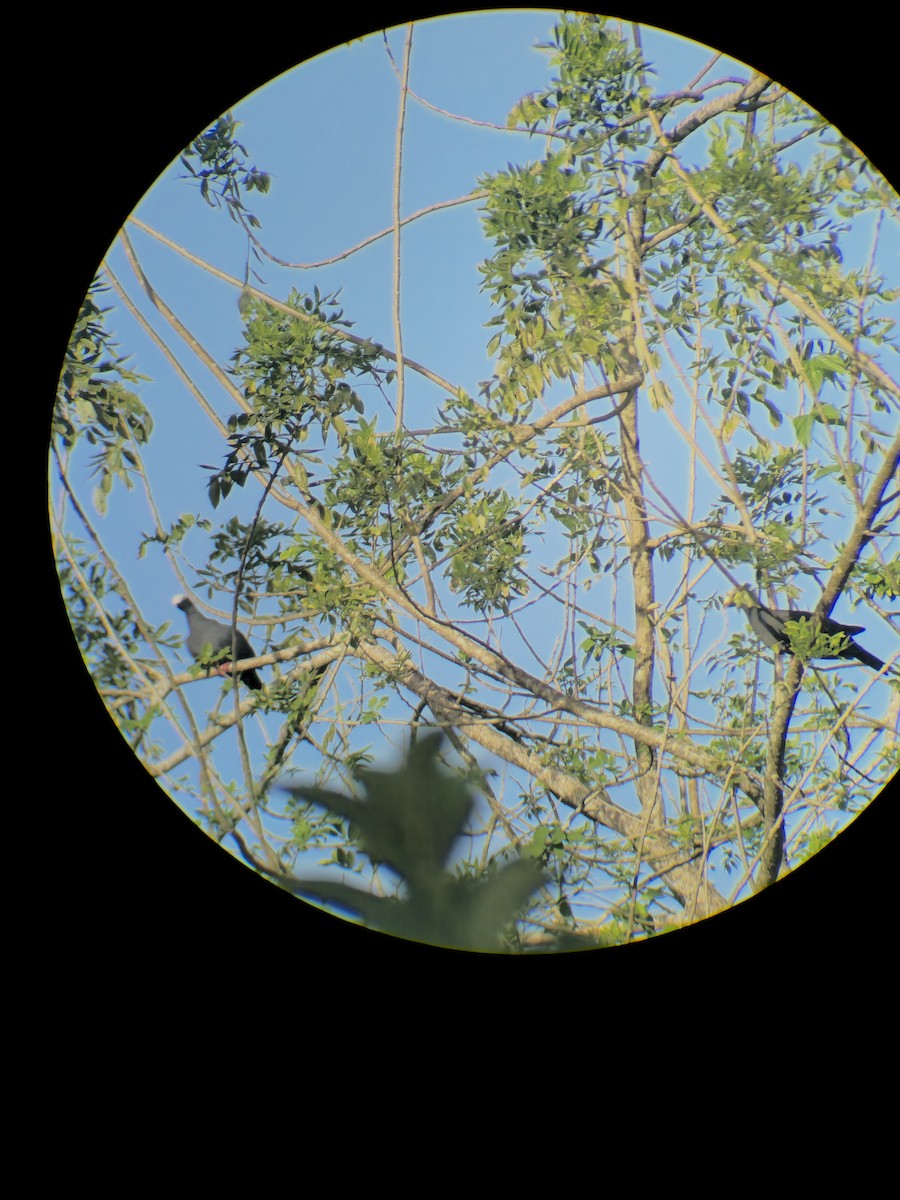 White-crowned Pigeon - ML646853684