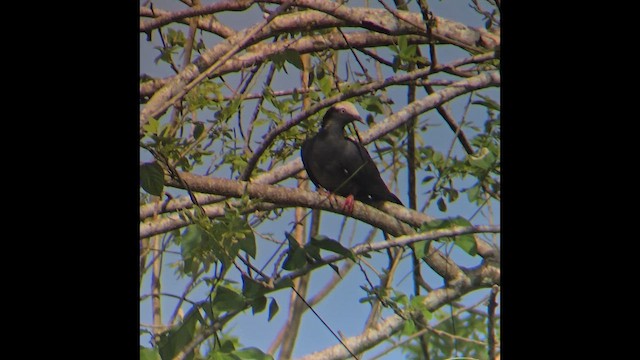 White-crowned Pigeon - ML646853686