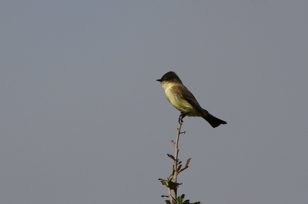 Eastern Phoebe - ML646853687