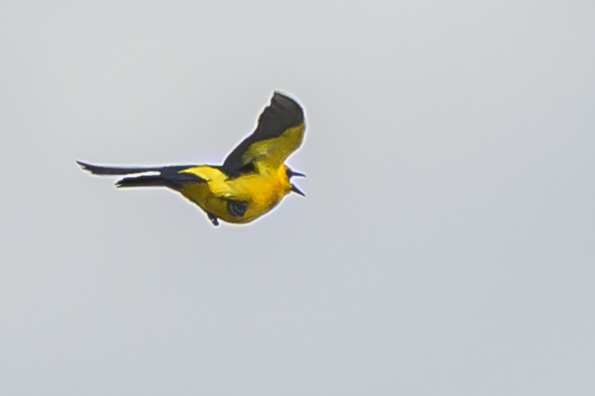 Tordo Amarillo - ML646853688