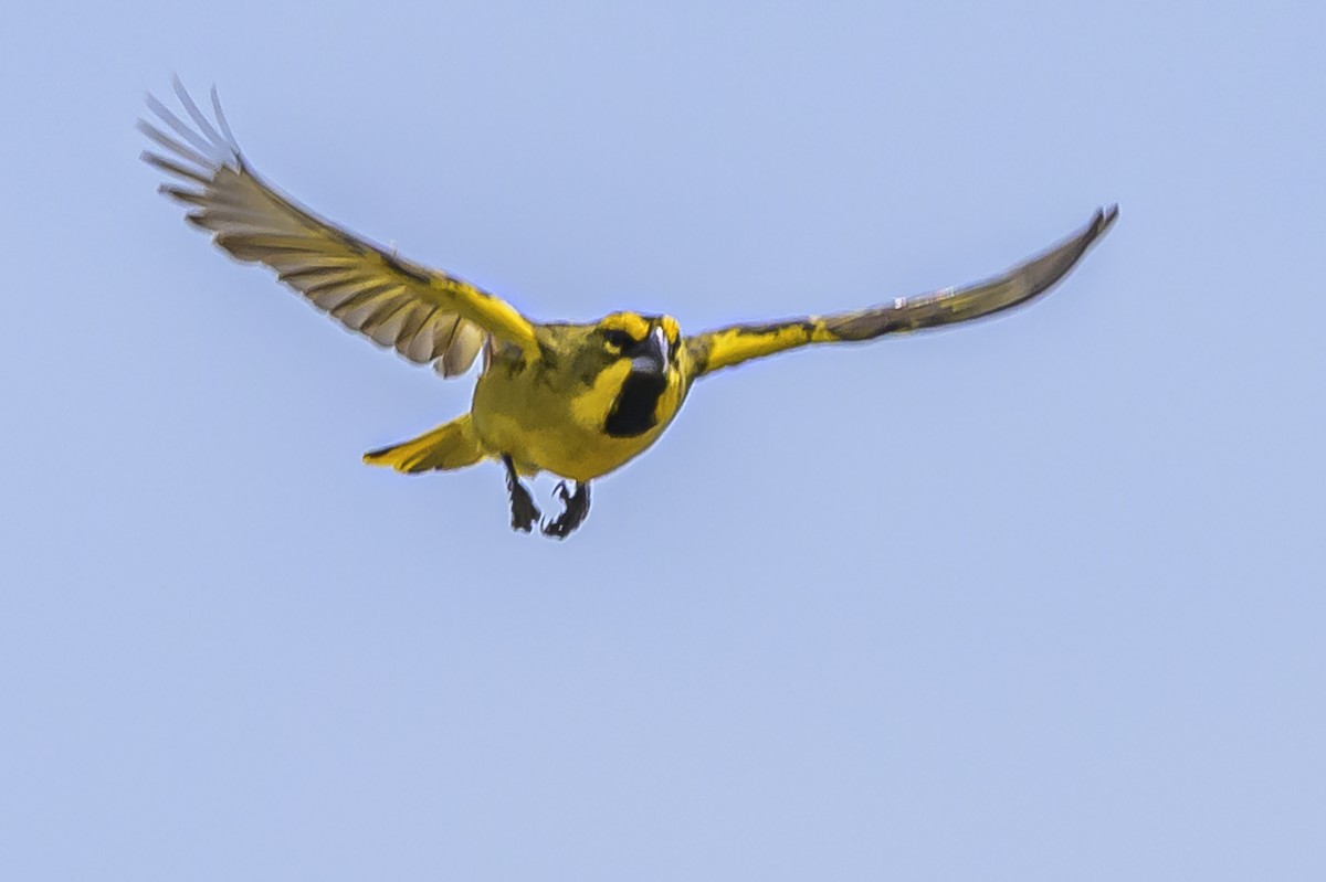 Yellow Cardinal - ML646853697