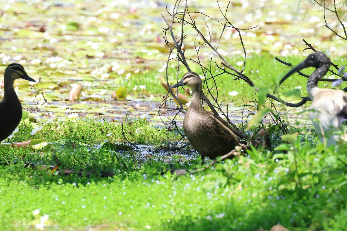 Augenbrauenente - ML646853698