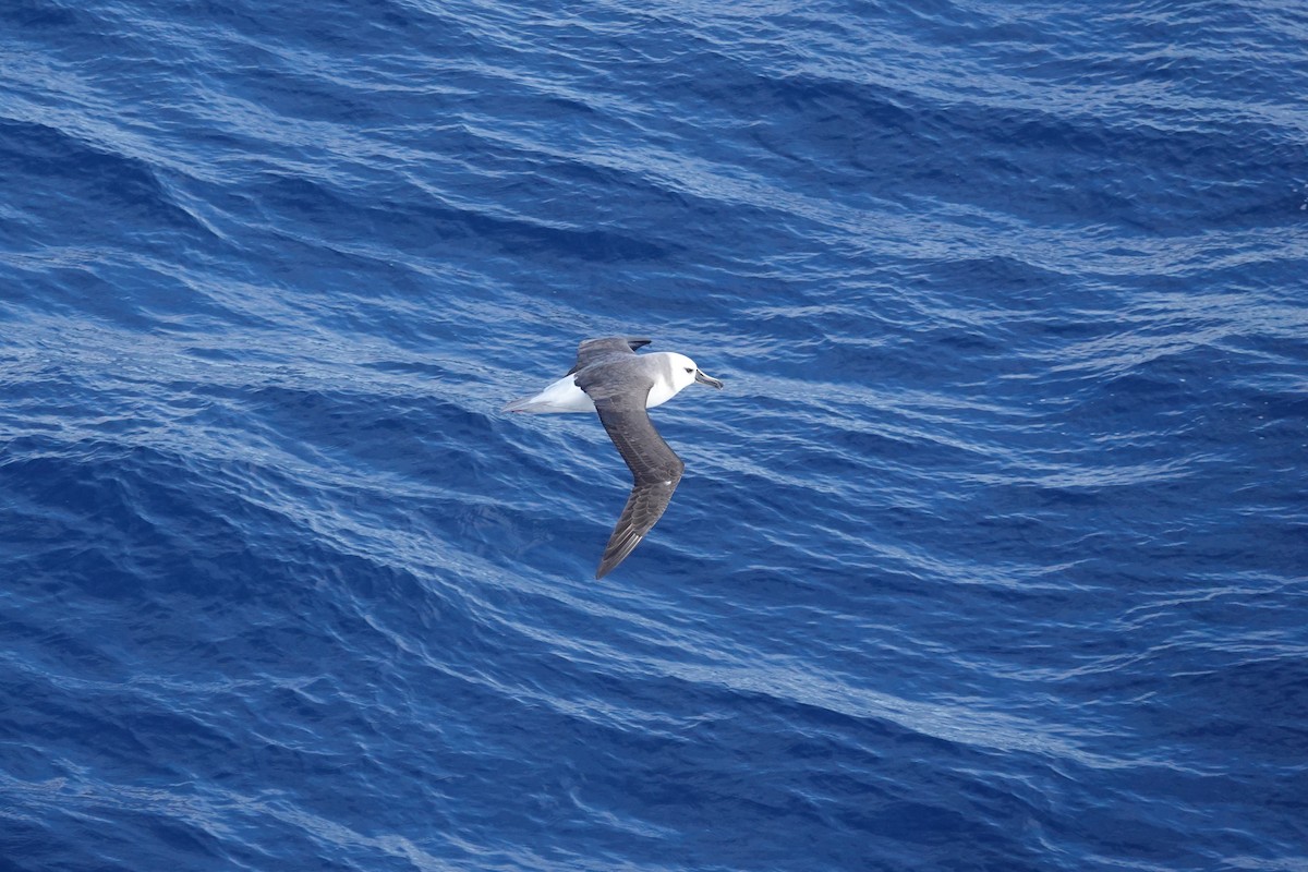 Boz Başlı Albatros - ML646853700