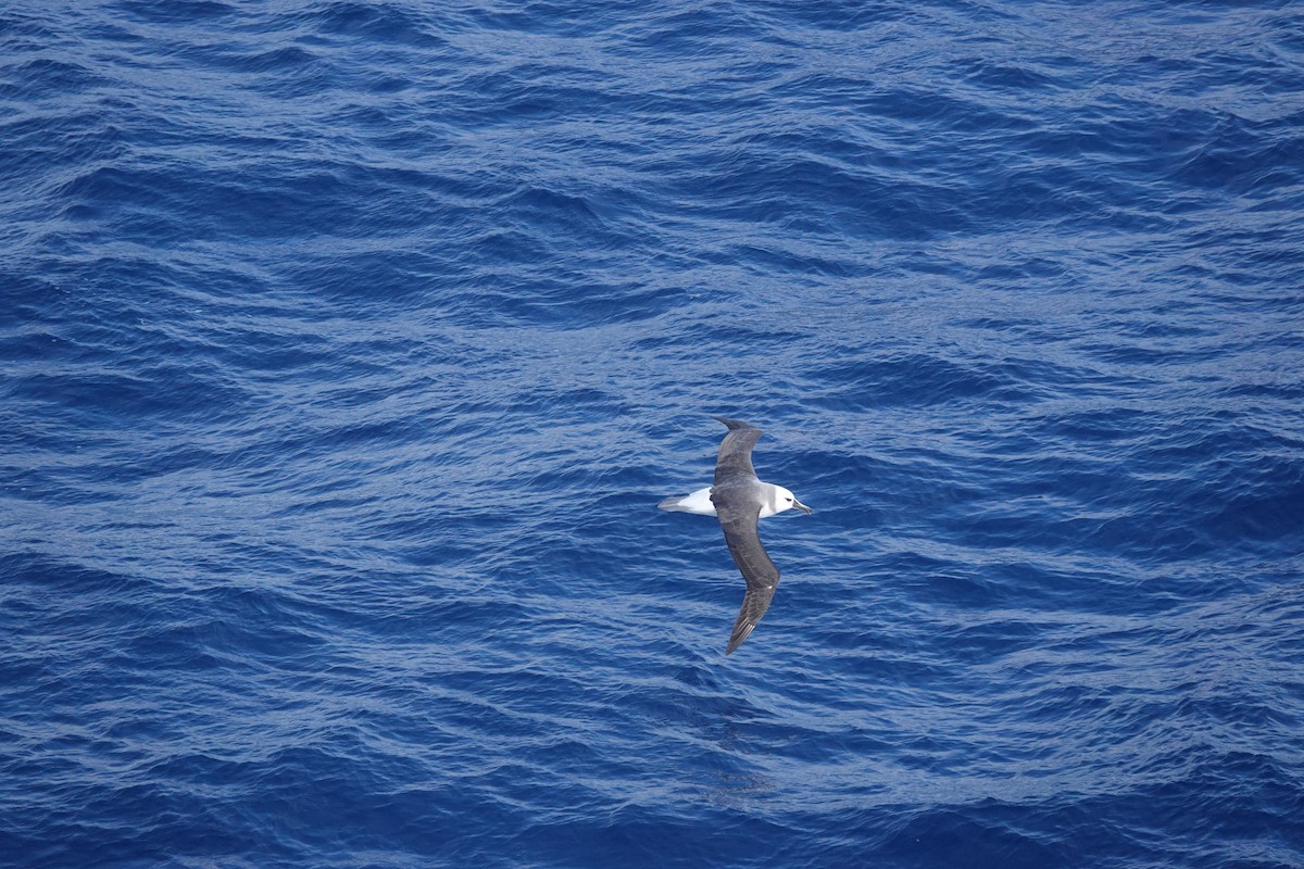 Boz Başlı Albatros - ML646853703