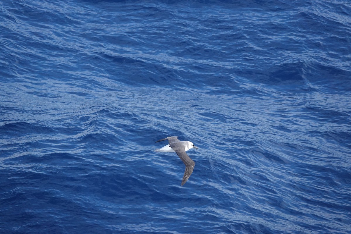 Boz Başlı Albatros - ML646853704