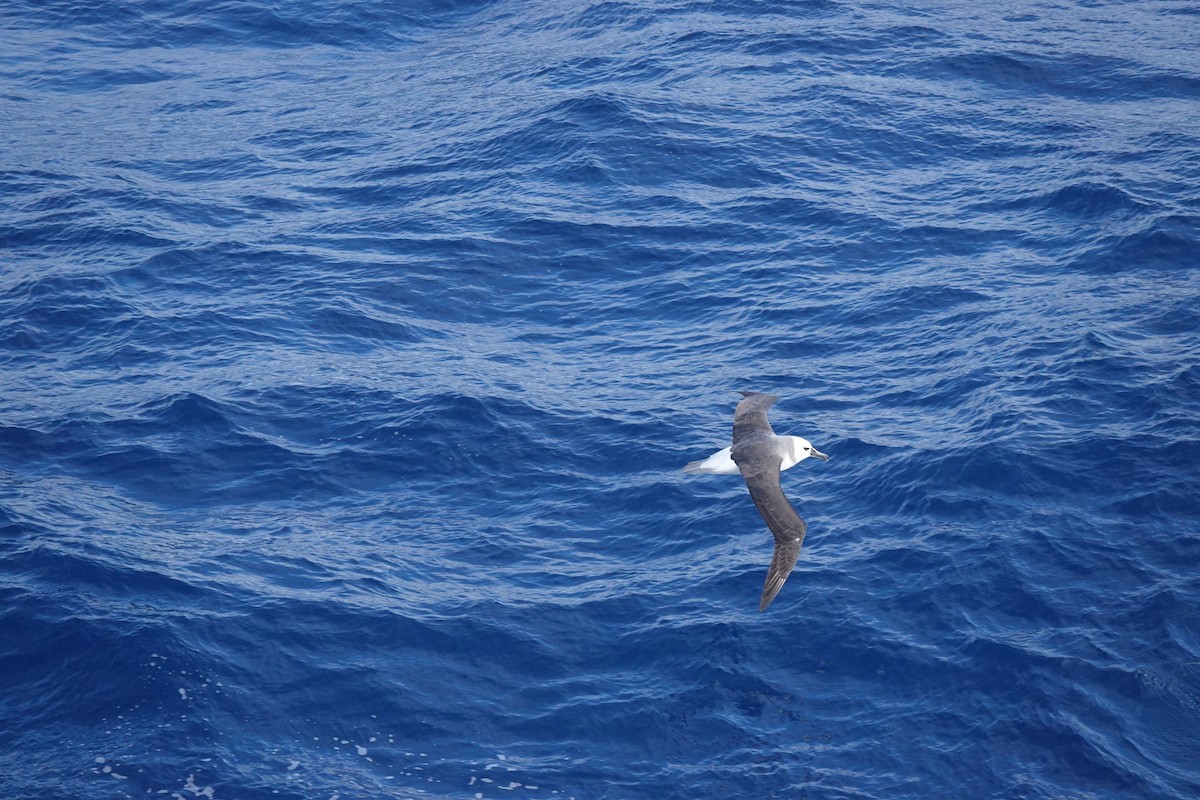 Boz Başlı Albatros - ML646853705