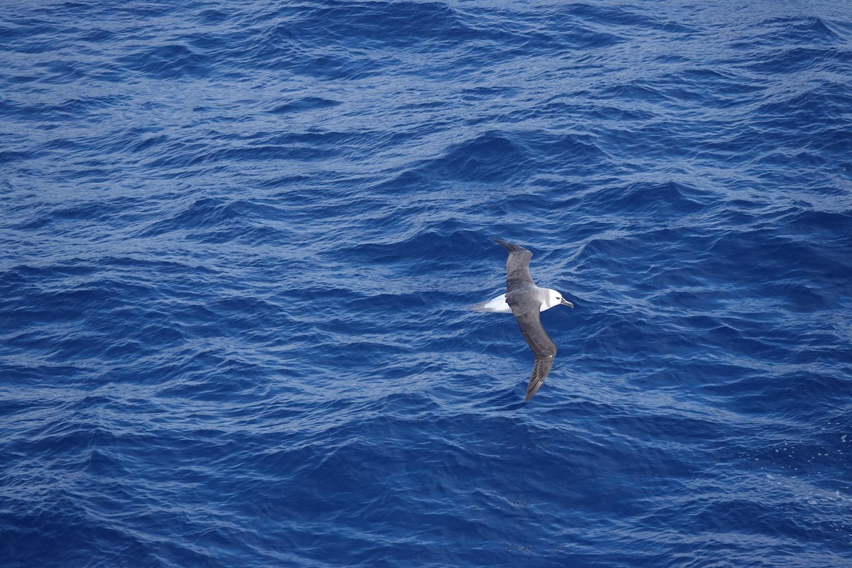 Boz Başlı Albatros - ML646853706