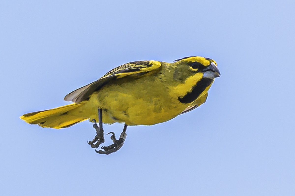 Yellow Cardinal - ML646853709