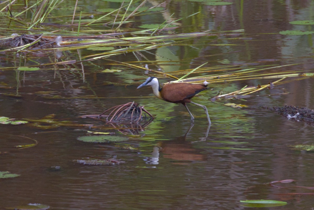 Blaustirn-Blatthühnchen - ML646853711