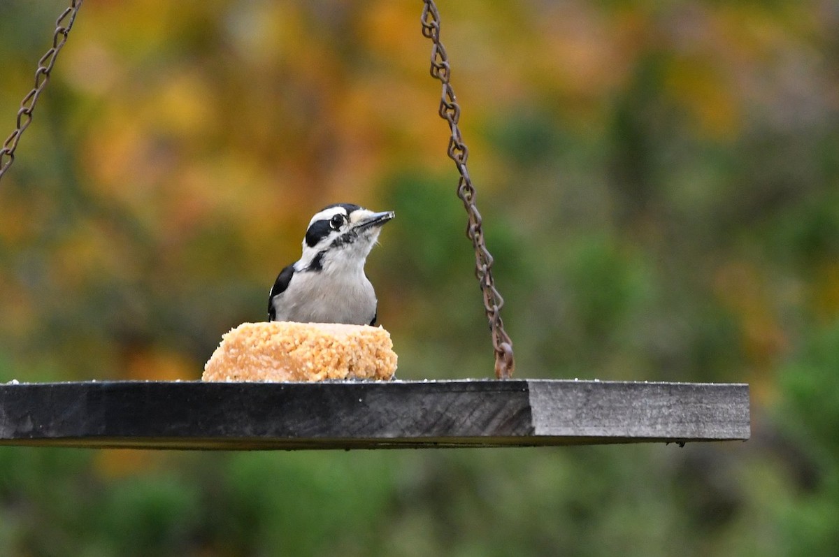 Downy Woodpecker - ML646853712