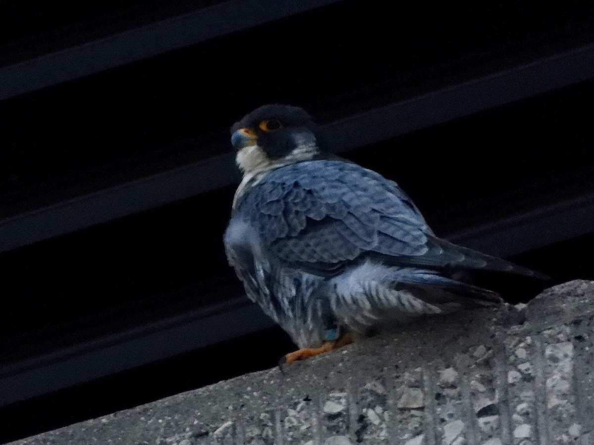 Gökdoğan - ML646853713