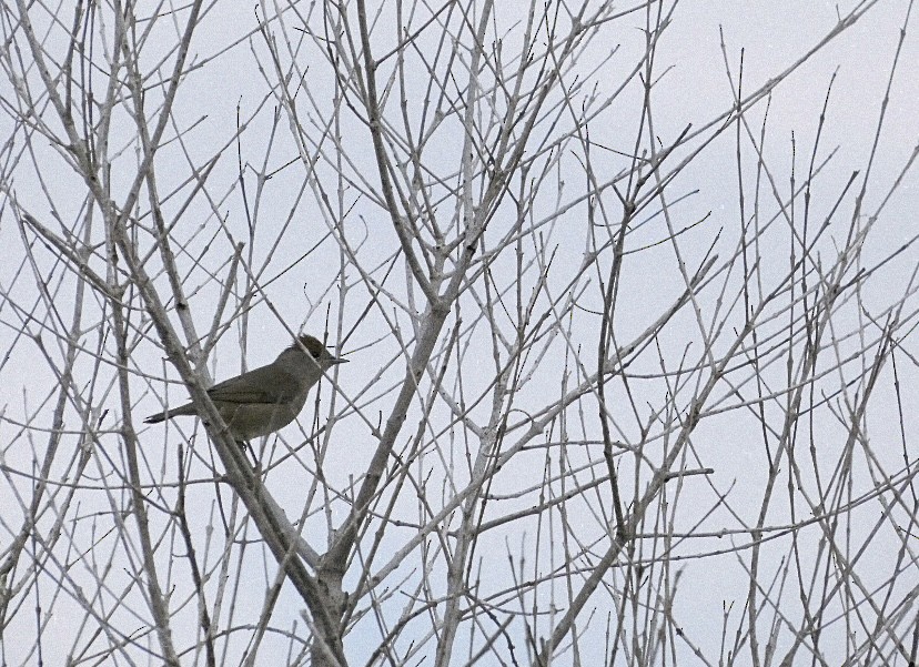 Fauvette à tête noire - ML646853717