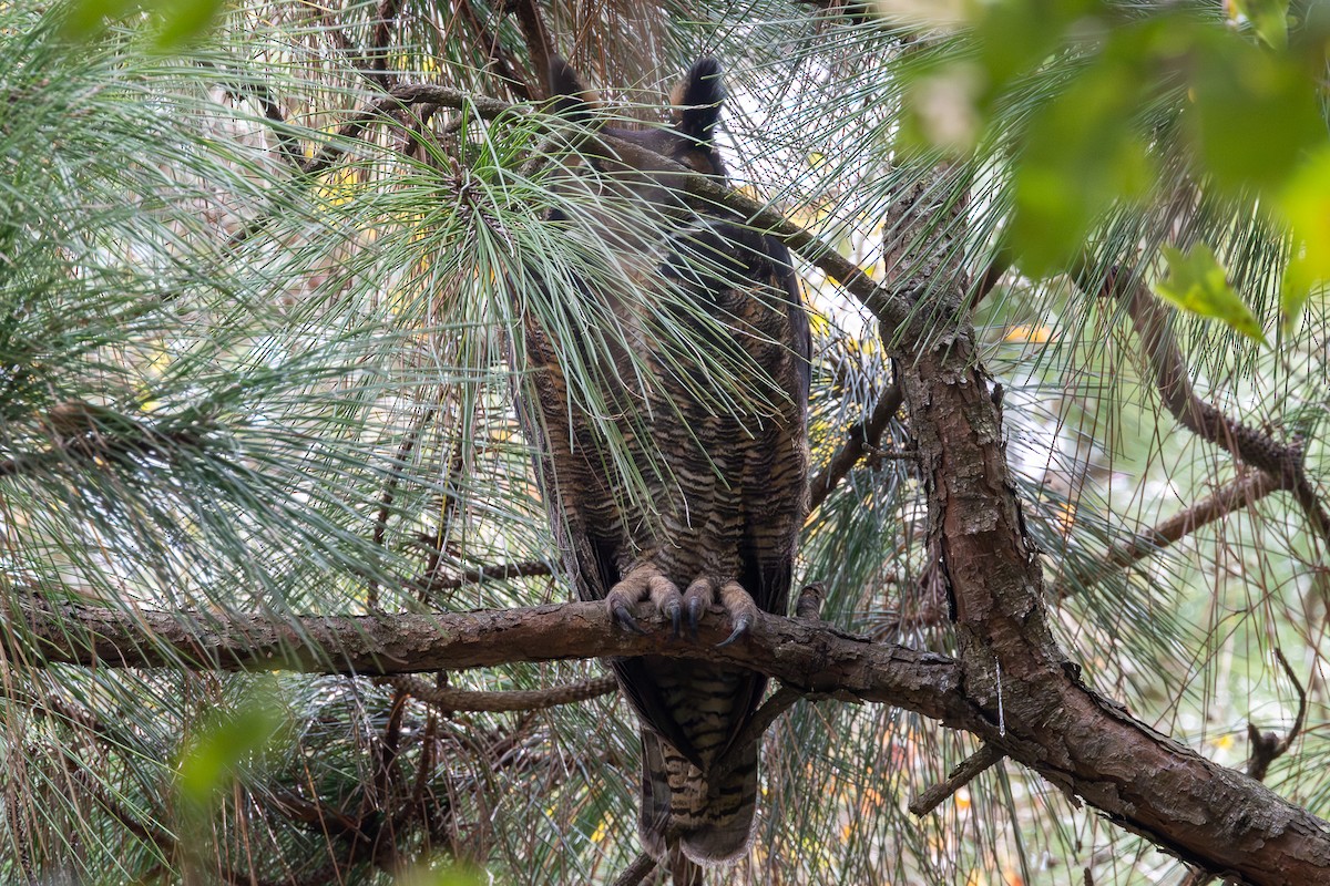 Hontz virginiarra - ML646853719