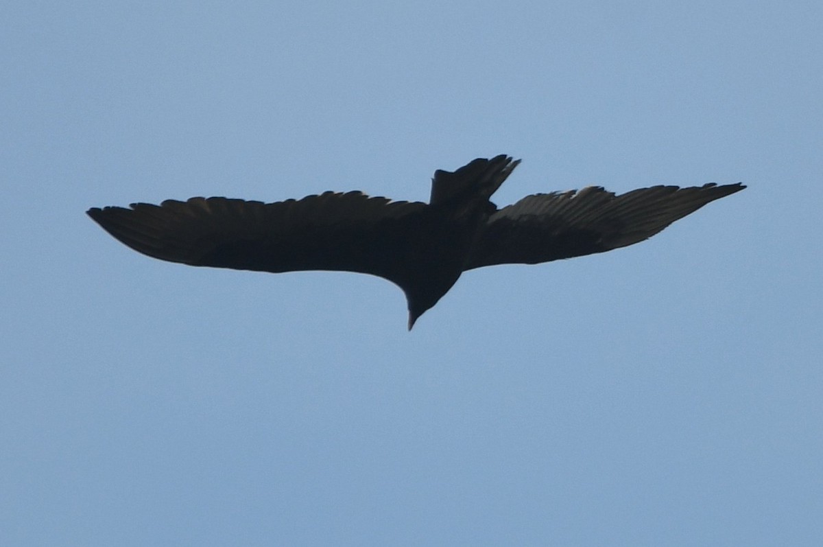 Turkey Vulture - ML646853722