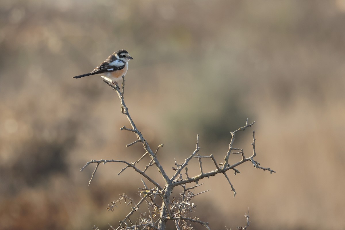 Antzandobi nubiarra - ML646853723