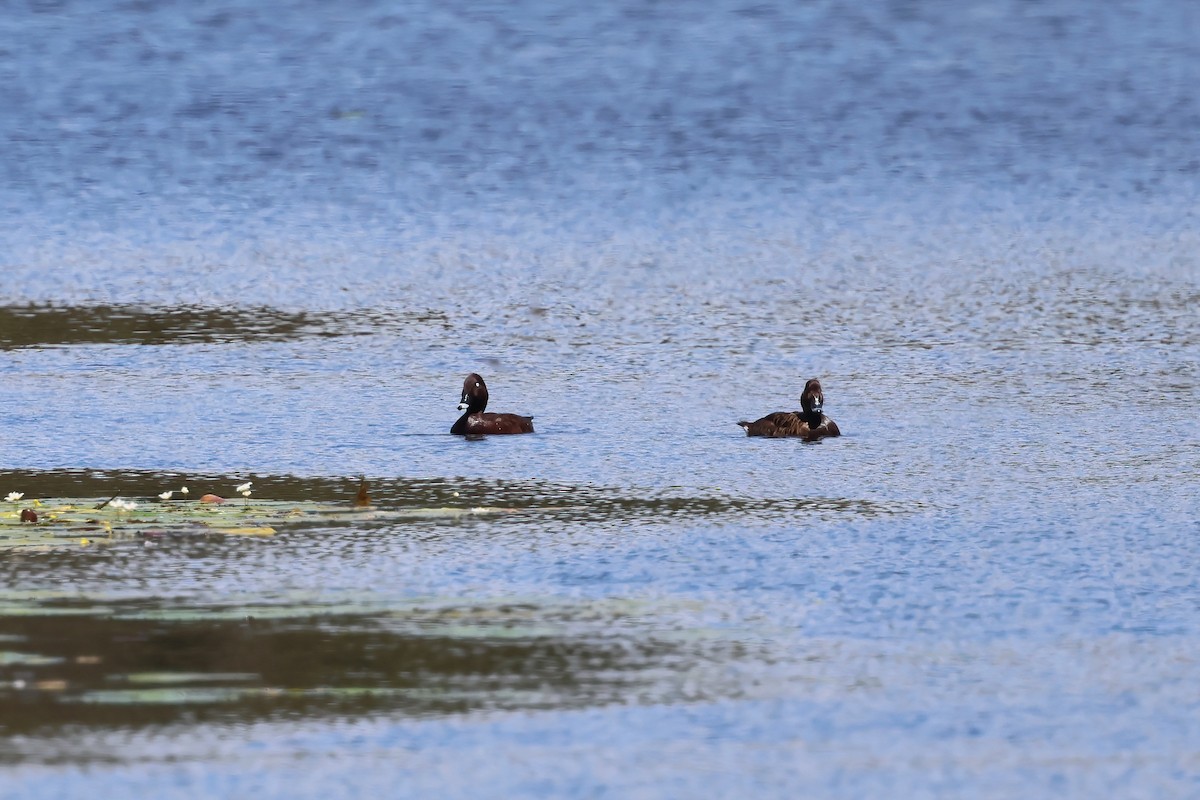 Hardhead - ML646853724