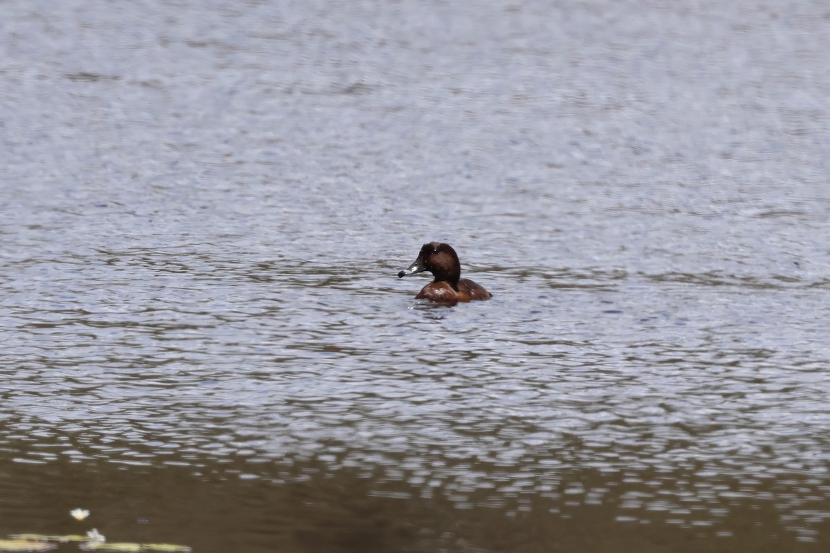 Hardhead - ML646853725