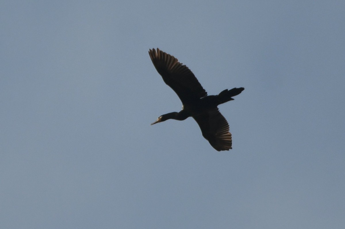 Neotropic Cormorant - ML646853727