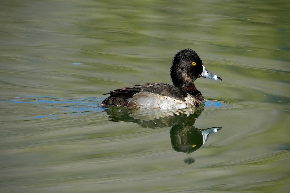 Ring-necked Duck - ML646853728