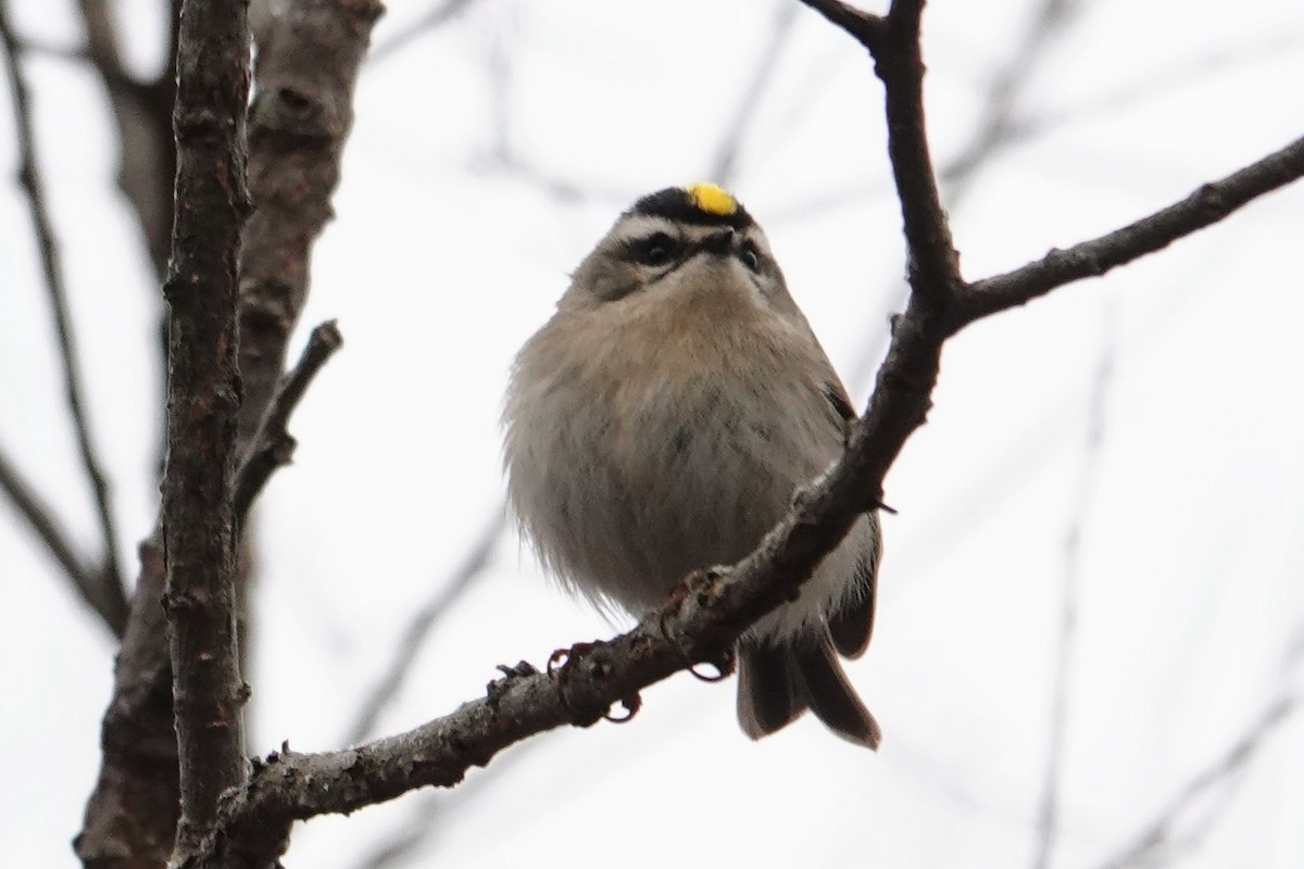 Golden-crowned Kinglet - ML646853729