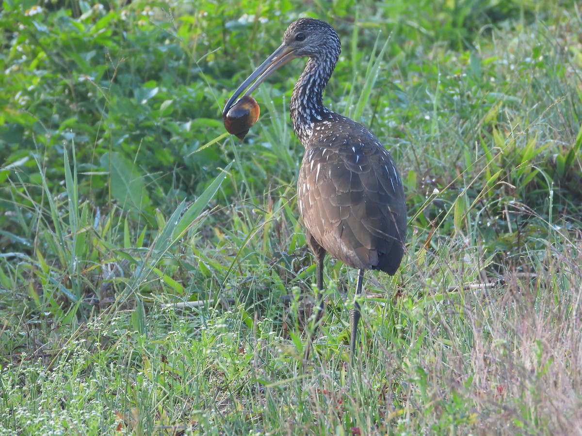 kurlan chřástalovitý - ML646853733