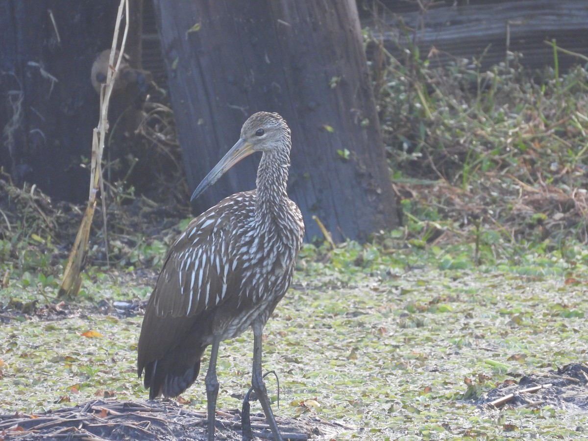 kurlan chřástalovitý - ML646853734