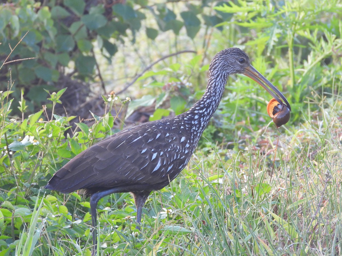 kurlan chřástalovitý - ML646853735