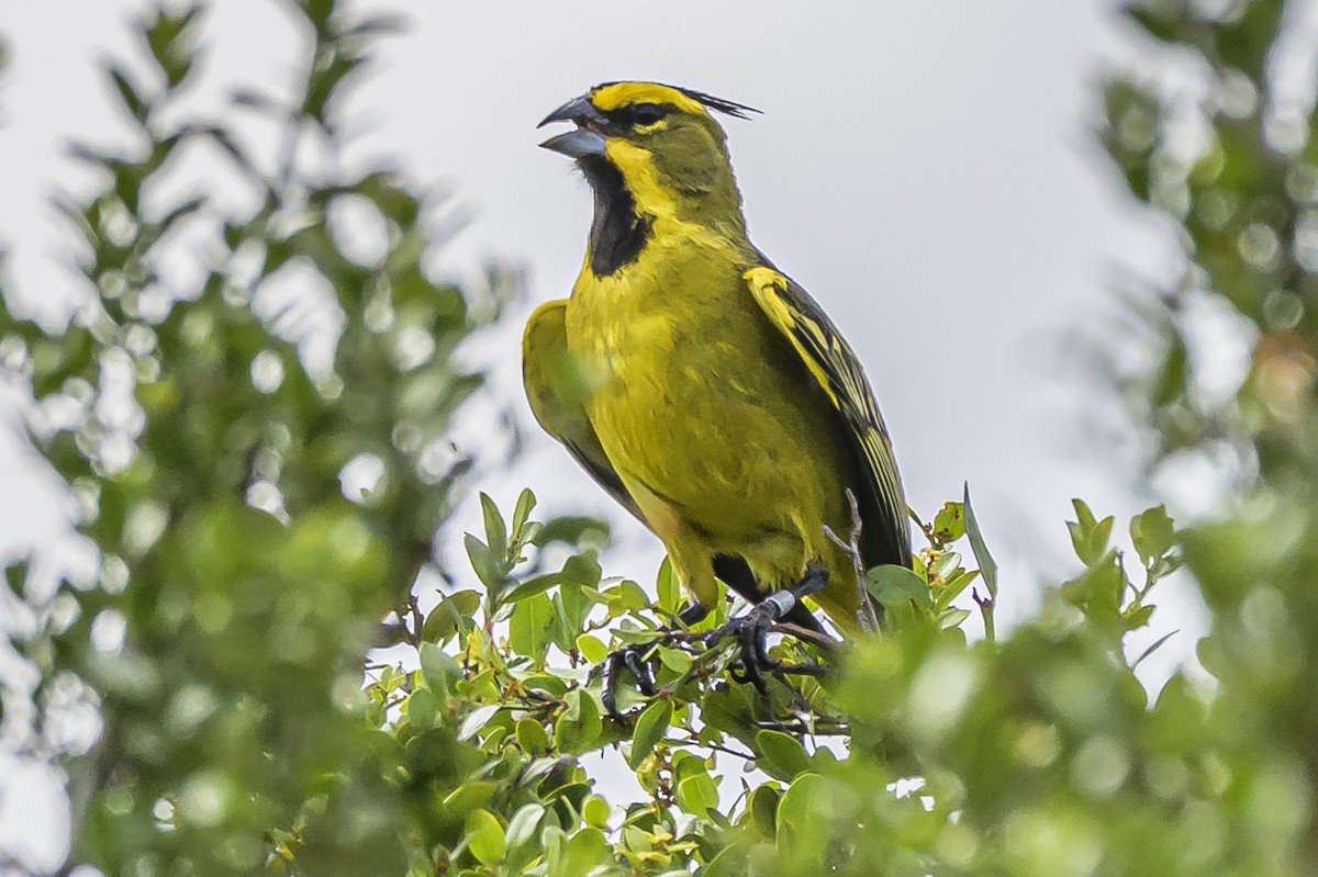Yellow Cardinal - ML646853740