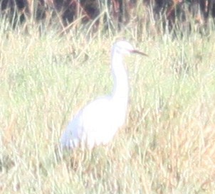 Little Egret - ML646853743