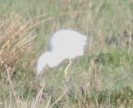 Little Egret - ML646853744