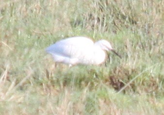 Little Egret - ML646853745