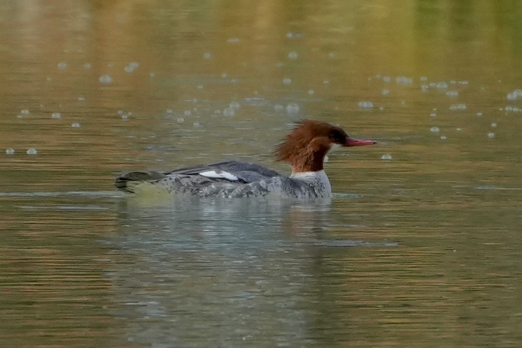 Common Merganser - ML646853746