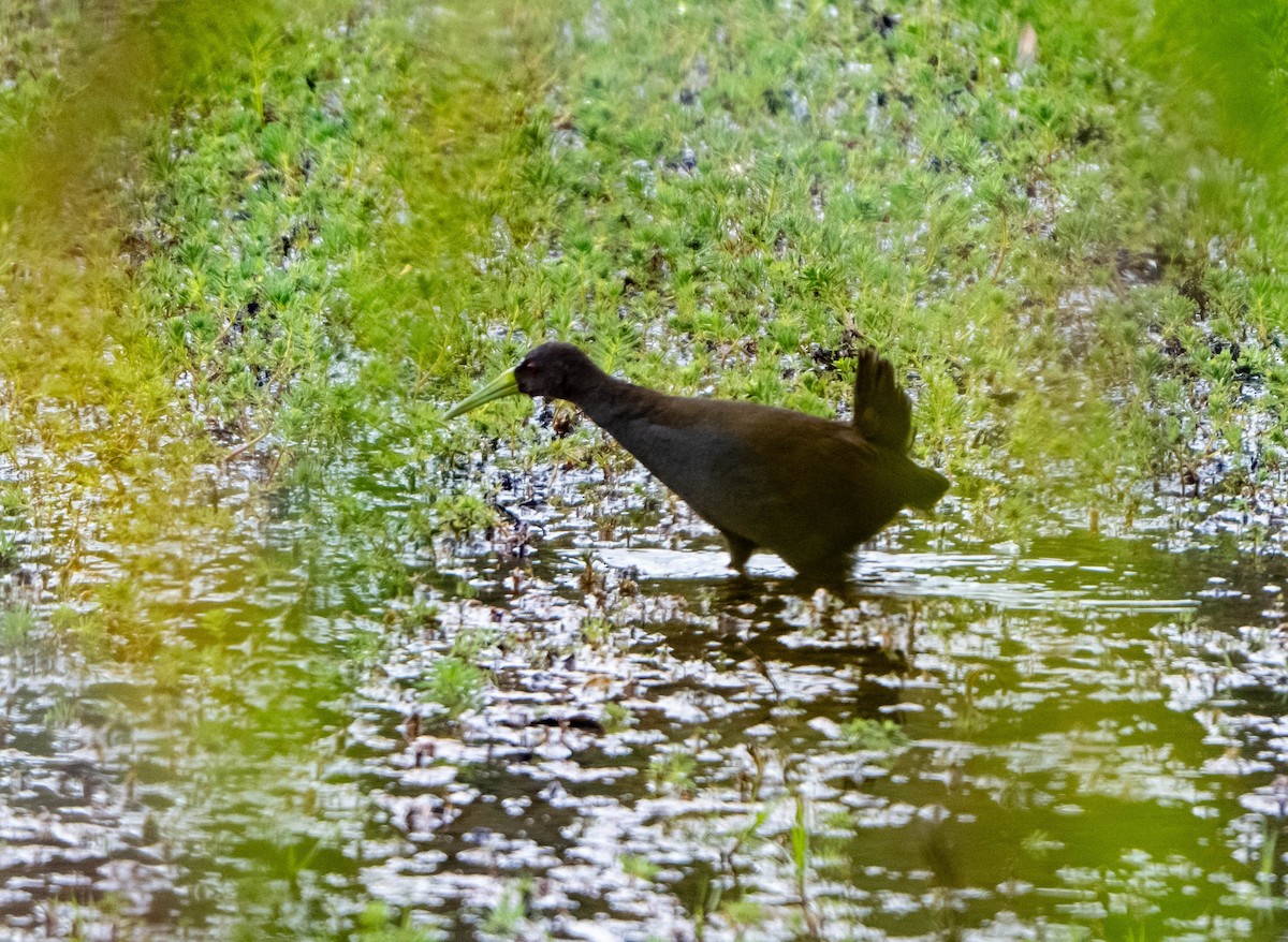 Râle noirâtre - ML646853748