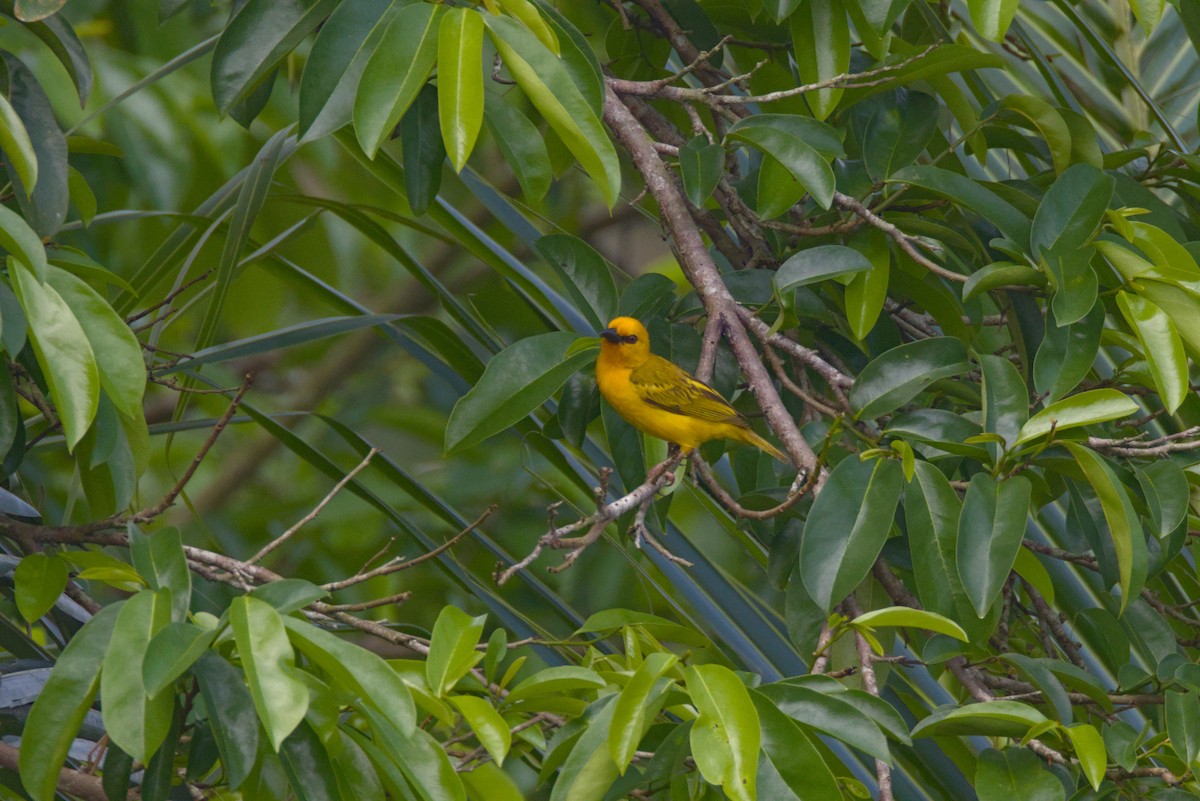 Königsweber - ML646853749