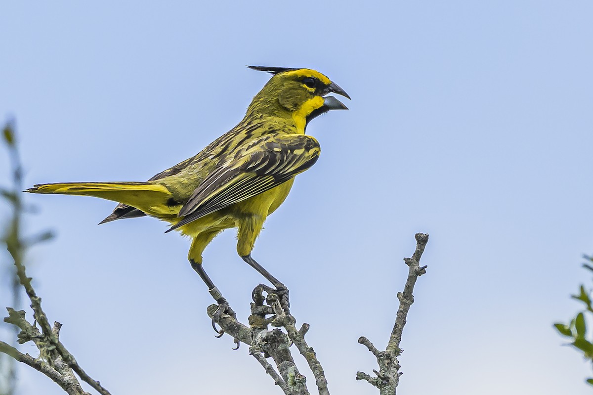 Yellow Cardinal - ML646853750