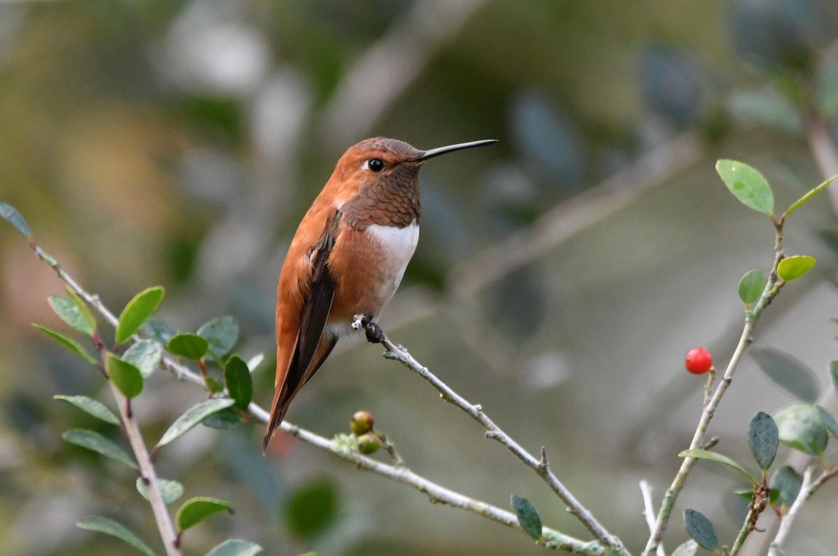 Rufous Hummingbird - ML646853751