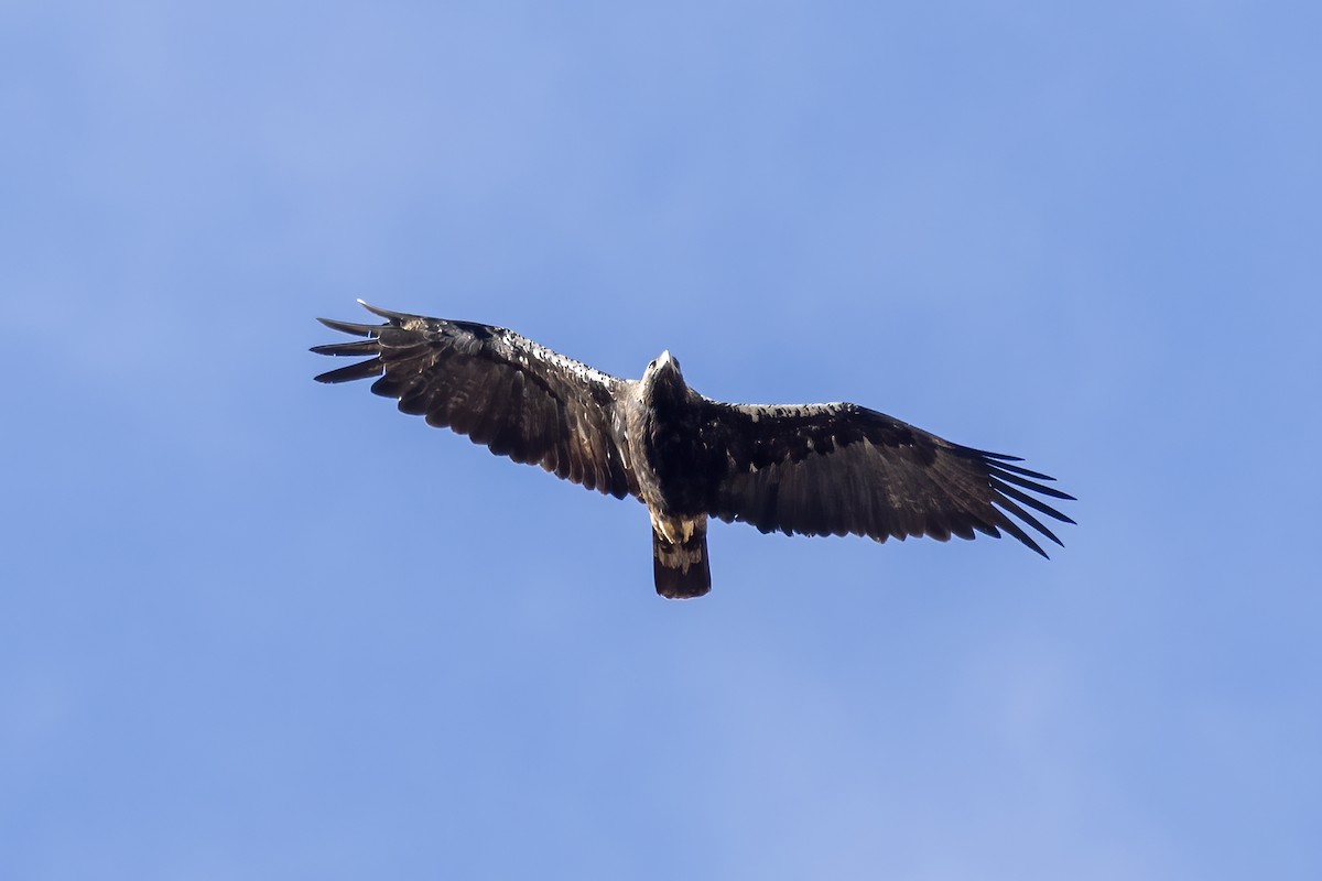 Spanish Eagle - ML646853753