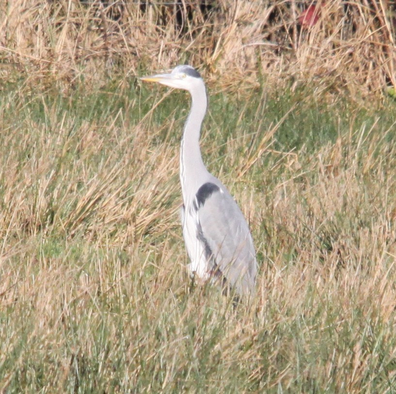 Gray Heron - ML646853754