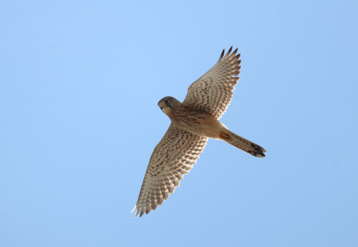 Cernícalo Vulgar - ML646853755