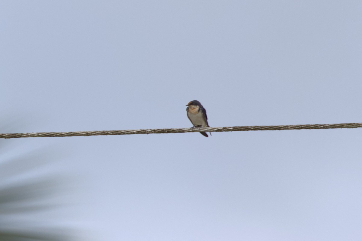 Fahlkehlschwalbe - ML646853756