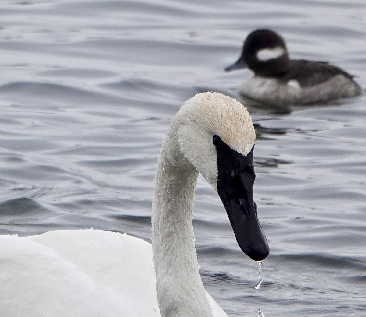 Trumpeter Swan - ML646853766