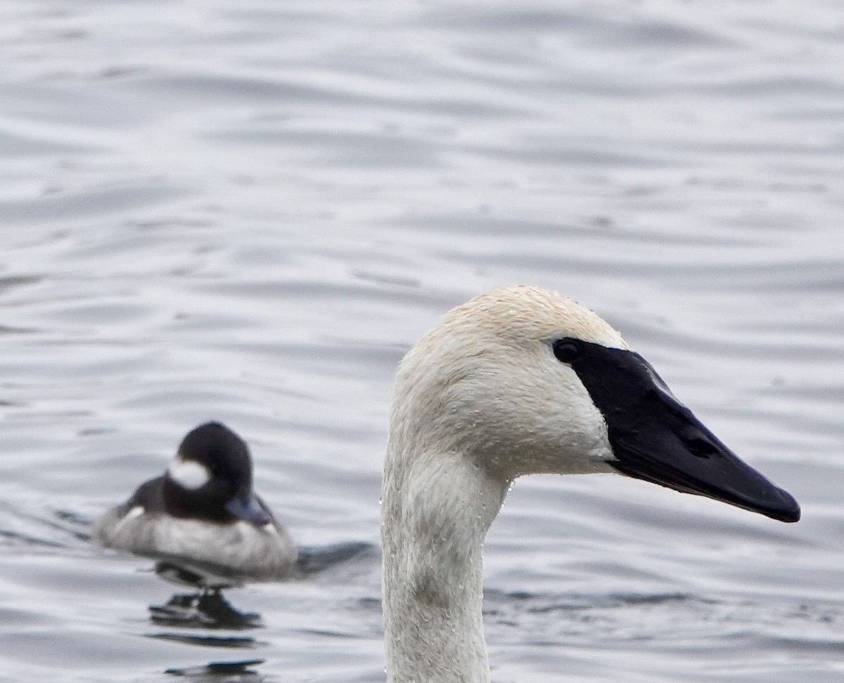 Trumpeter Swan - ML646853767