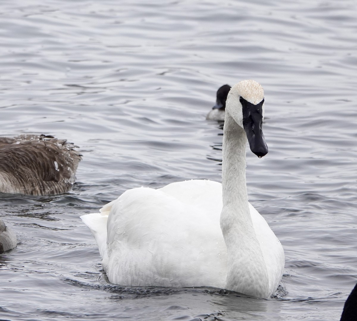 Trumpeter Swan - ML646853768
