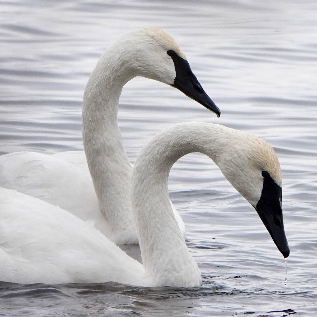 Trumpeter Swan - ML646853769